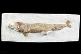 Lower Turonian Fossil Fish - Goulmima, Morocco #76396-1